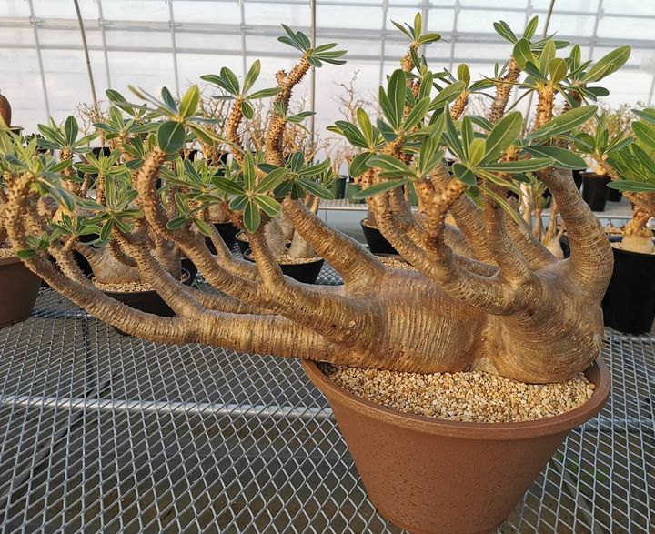 Caudex Plants For sale