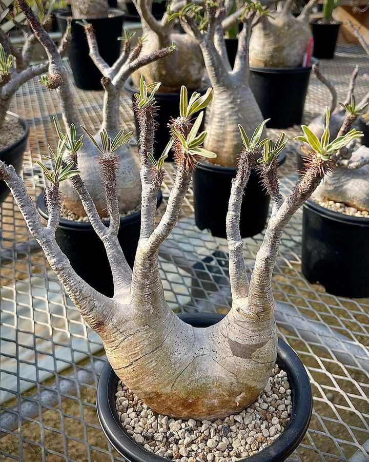 Caudex Plants for sale