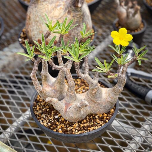 Pachypodium Gracilius