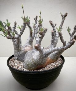 Caudex Plants For Sale