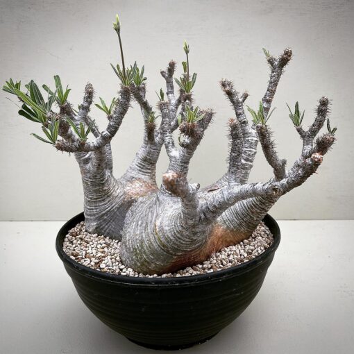 Caudex Plants For Sale