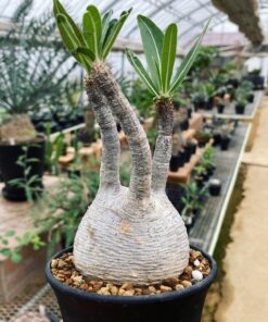 Caudex Plants for sale