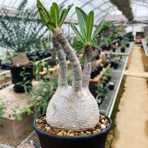 Caudex Plants for sale