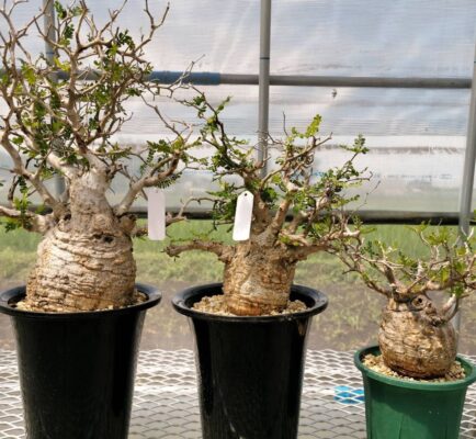 Caudex Plants For sale