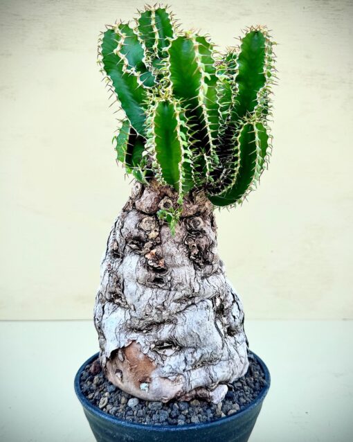 Euphorbia mlanjeana