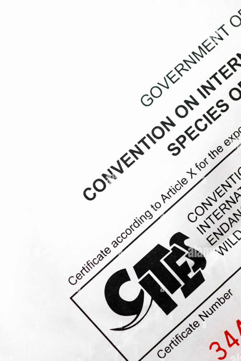 Cites Permit - Caudex Paradise