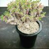 Euphorbia Guillauminiana