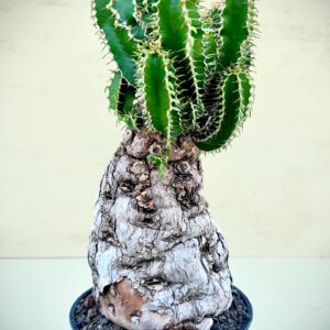 Euphorbia  Mlanjeana