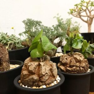 Dorstenia