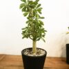 Dorstenia gigas