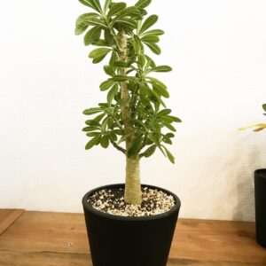 Dorstenia gigas